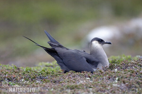 Chaluha příživná (Stercorarius parasiticus)