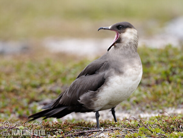 Chaluha příživná (Stercorarius parasiticus)