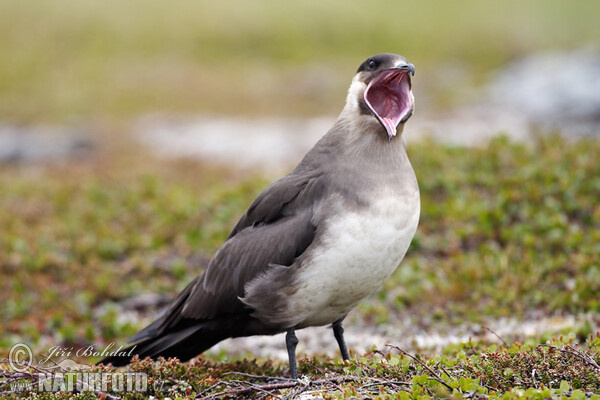 Chaluha příživná (Stercorarius parasiticus)