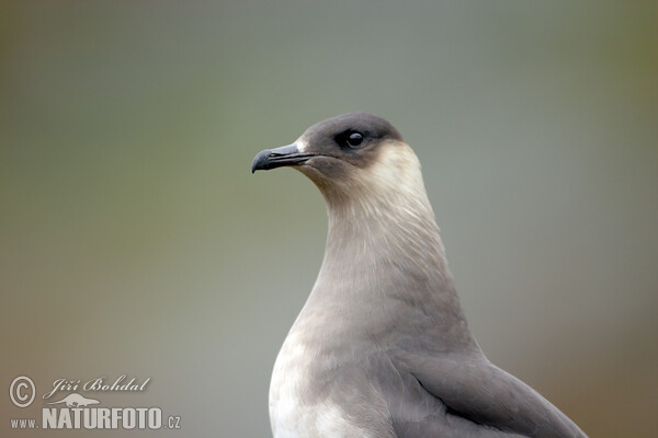 Chaluha příživná (Stercorarius parasiticus)