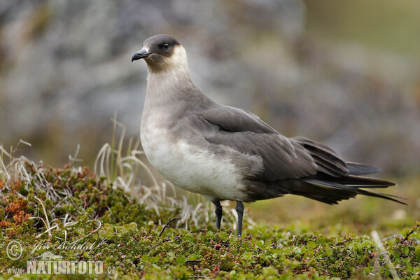 Chaluha příživná (Stercorarius parasiticus)