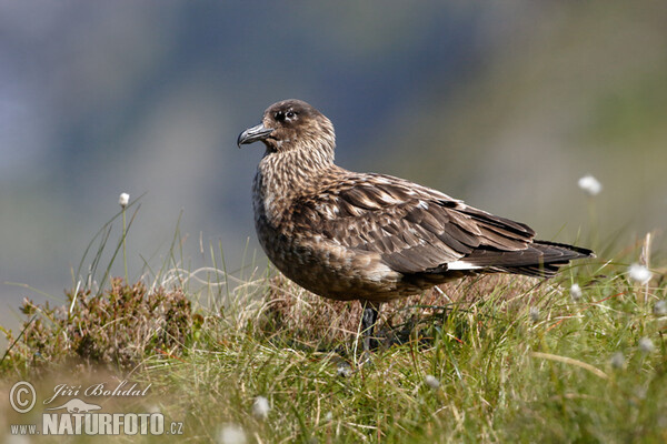 Chaluha velká (Stercorarius skua)