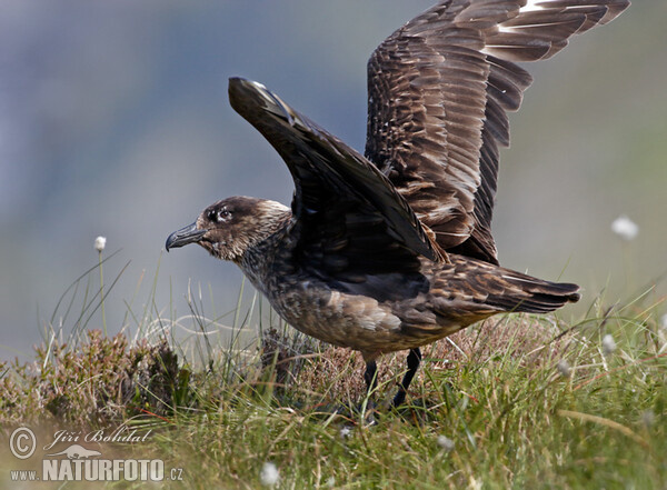 Chaluha velká (Stercorarius skua)