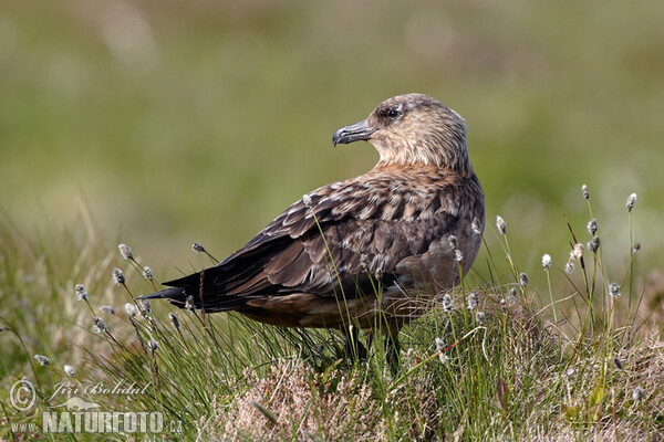 Chaluha velká (Stercorarius skua)