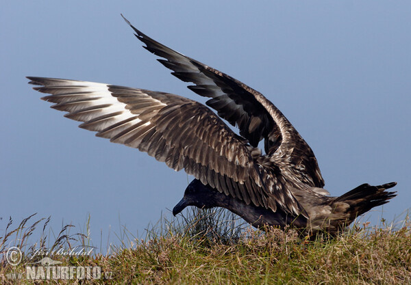 Chaluha velká (Stercorarius skua)