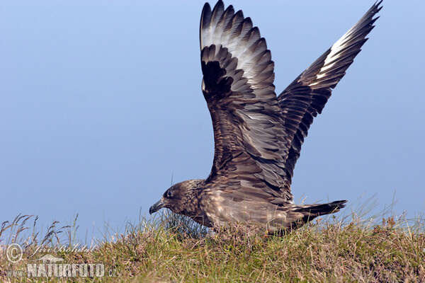 Chaluha velká (Stercorarius skua)