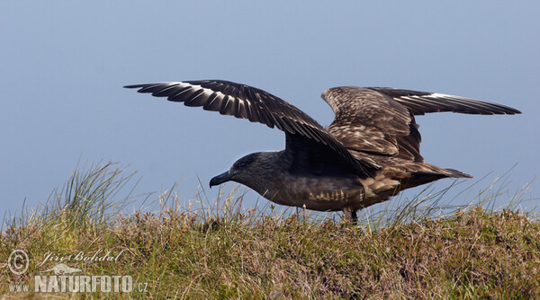 Chaluha velká (Stercorarius skua)