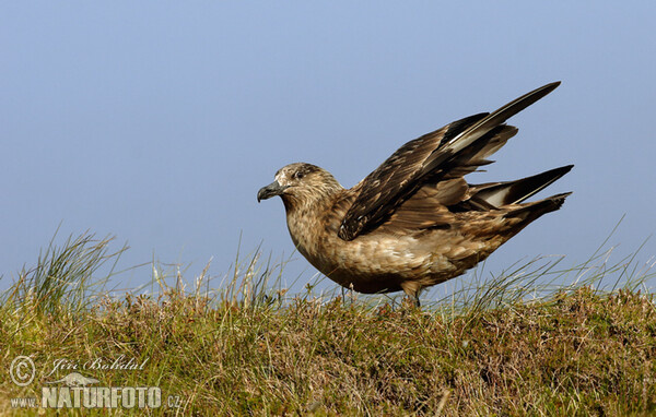 Chaluha velká (Stercorarius skua)