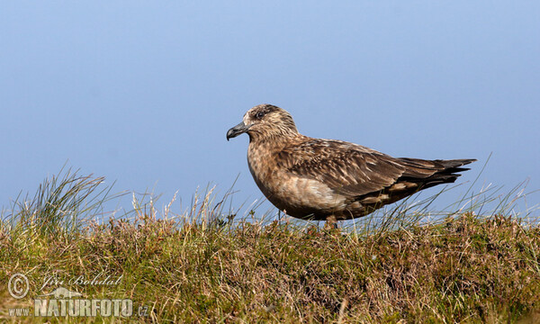 Chaluha velká (Stercorarius skua)