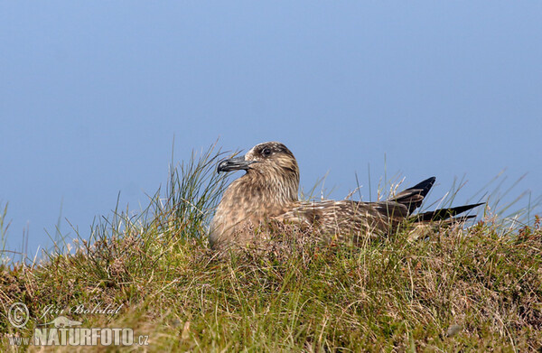 Chaluha velká (Stercorarius skua)