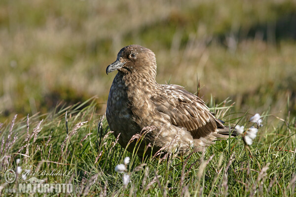 Chaluha velká (Stercorarius skua)