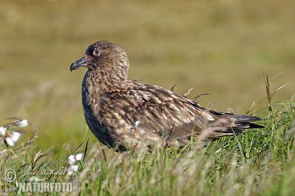 Chaluha velká (Stercorarius skua)