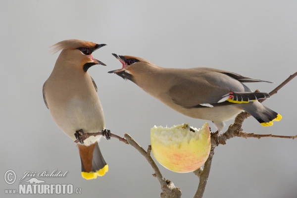 Chochláč severský (Bombycilla garrulus)