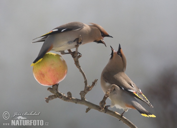 Chochláč severský (Bombycilla garrulus)