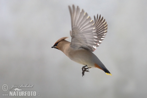 Chochláč severský (Bombycilla garrulus)