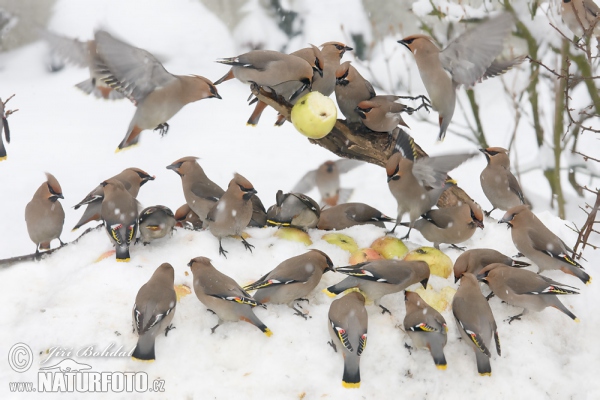 Chochláč severský (Bombycilla garrulus)