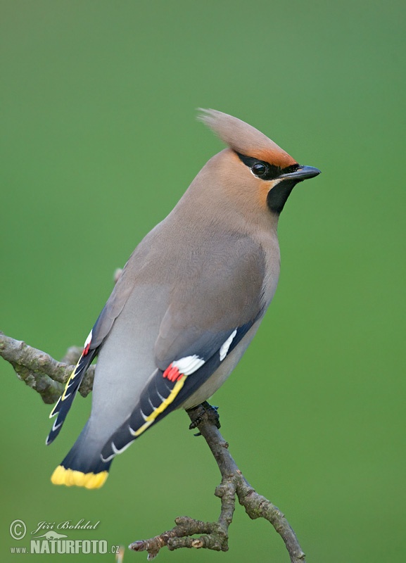 Chochláč severský (Bombycilla garrulus)