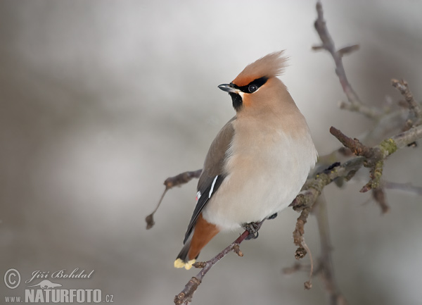 Chochláč severský (Bombycilla garrulus)