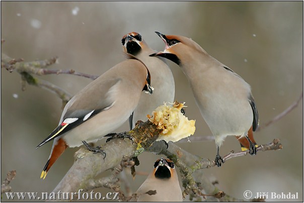 Chochláč severský (Bombycilla garrulus)