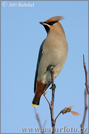 Chochláč severský (Bombycilla garrulus)