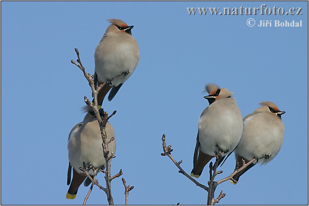 Chochláč severský (Bombycilla garrulus)