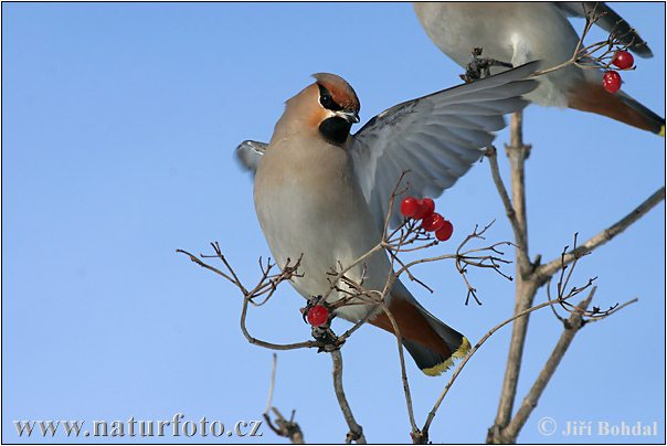 Chochláč severský (Bombycilla garrulus)