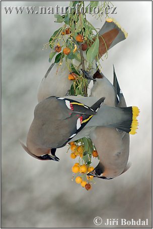 Chochláč severský (Bombycilla garrulus)