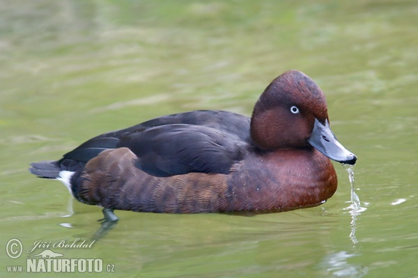 Chochlačka bielooká (Aythya nyroca)