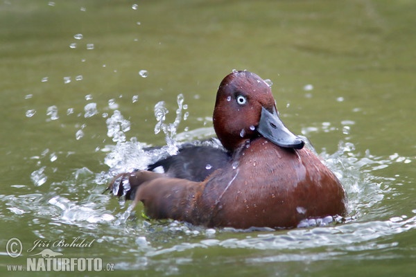 Chochlačka bielooká (Aythya nyroca)