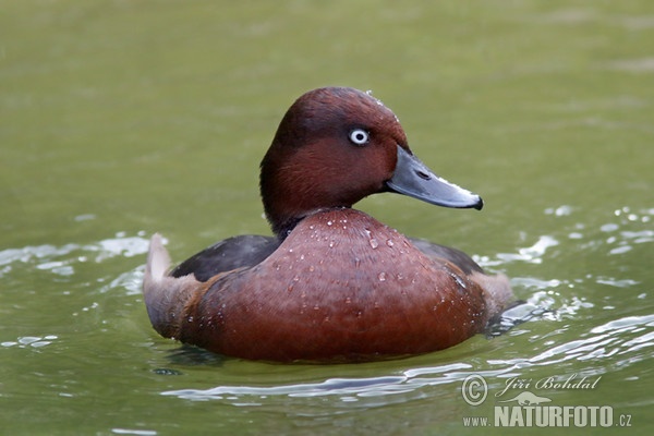 Chochlačka bielooká (Aythya nyroca)