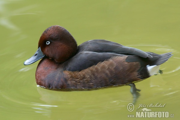 Chochlačka bielooká (Aythya nyroca)