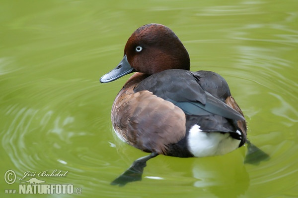 Chochlačka bielooká (Aythya nyroca)