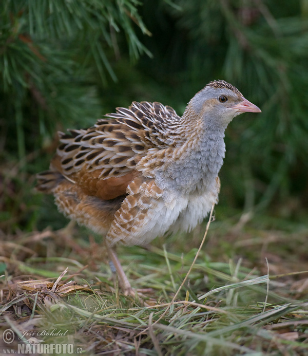 Chrapkáč poľný (Crex crex)