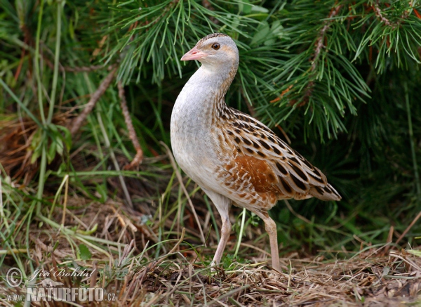 Chrapkáč poľný (Crex crex)