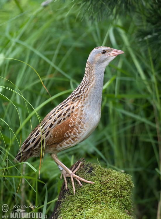 Chrapkáč poľný (Crex crex)