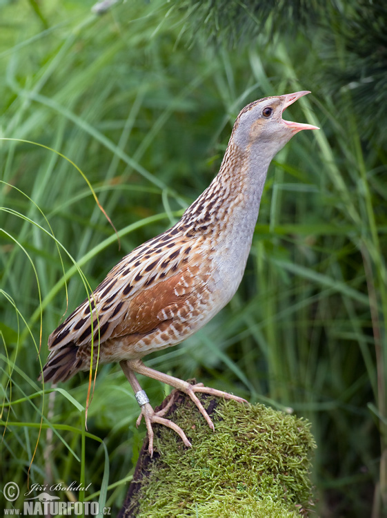 Chrapkáč poľný (Crex crex)