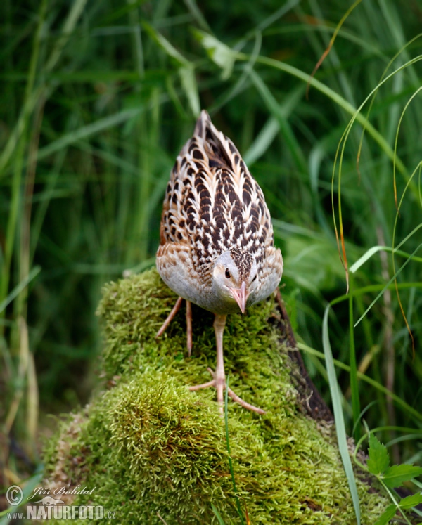 Chrapkáč poľný (Crex crex)