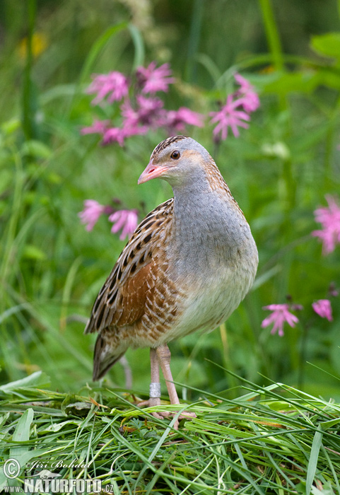 Chrapkáč poľný (Crex crex)