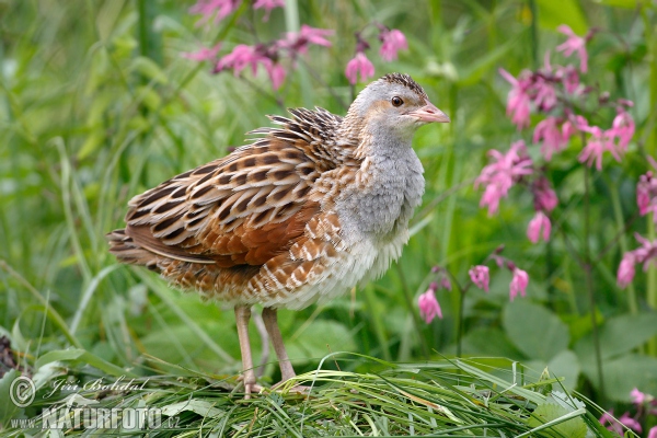 Chrapkáč poľný (Crex crex)