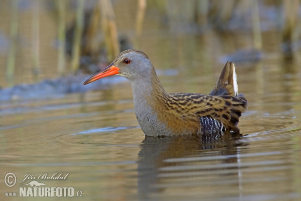 Chřástal vodní (Rallus aquaticus)