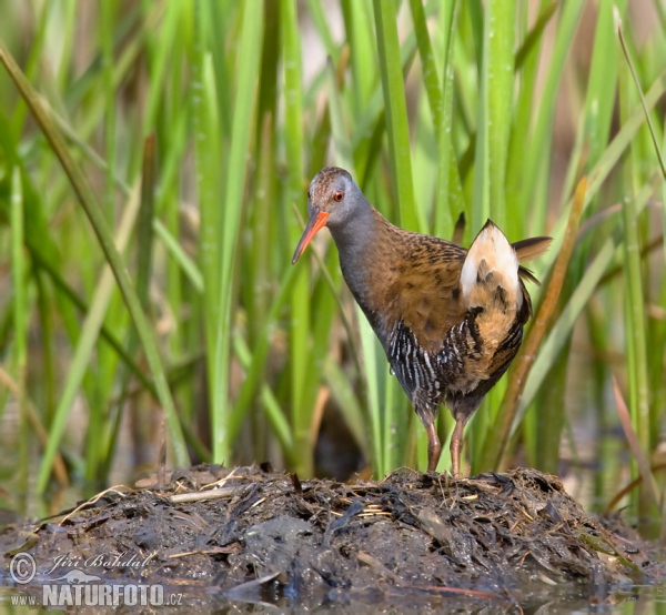 Chřástal vodní (Rallus aquaticus)