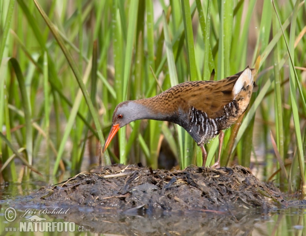 Chřástal vodní (Rallus aquaticus)