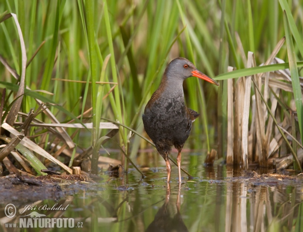 Chřástal vodní (Rallus aquaticus)