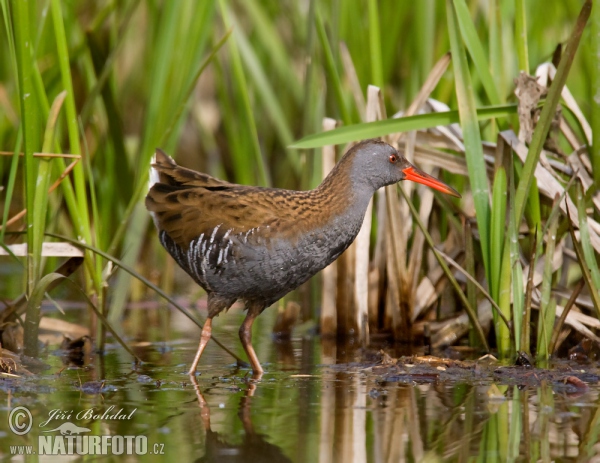 Chřástal vodní (Rallus aquaticus)