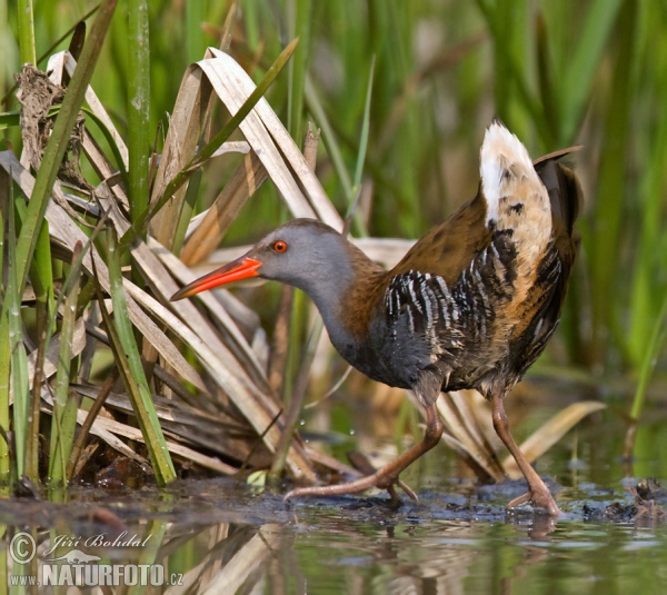 Chřástal vodní (Rallus aquaticus)