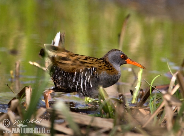 Chřástal vodní (Rallus aquaticus)