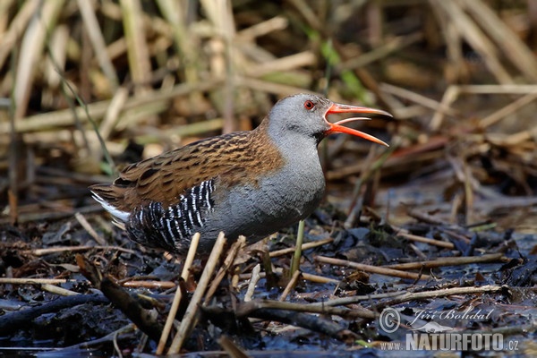 Chřástal vodní (Rallus aquaticus)