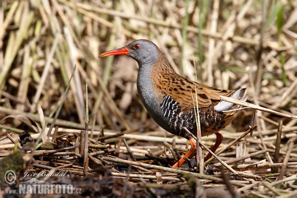 Chřástal vodní (Rallus aquaticus)