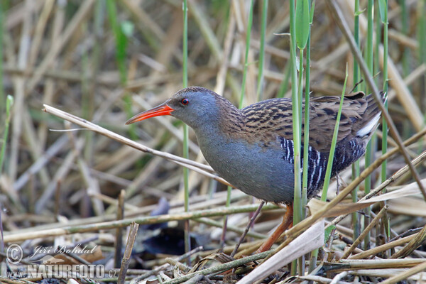 Chřástal vodní (Rallus aquaticus)