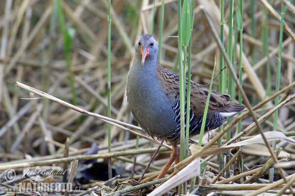 Chřástal vodní (Rallus aquaticus)